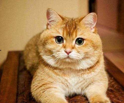 橘猫图片,治愈系瞬间捕捉