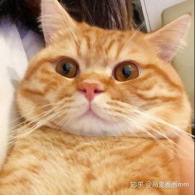 橘猫图片,治愈系瞬间捕捉