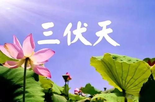 三伏天图片,炎炎夏日里的避暑攻略与生活点滴