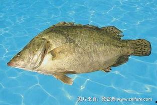 桂鱼图片大全,图鉴中的鲜美佳肴