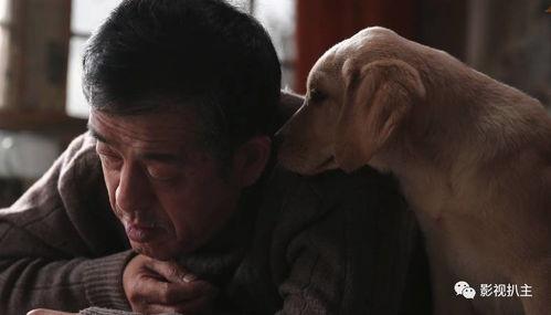 忠爱无言全集在线观看,全集在线观看，感人至深的动物情感故事