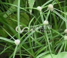 猴子眼草图片,探寻神秘植物的魅力