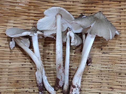 鸡菇图片,大自然的馈赠与美食的邂逅