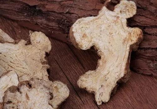 生白术图片,传统药材的视觉印象