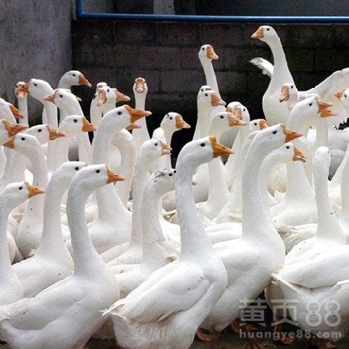 鹅图片大全大图片欣赏,高清大图带你领略鹅之美