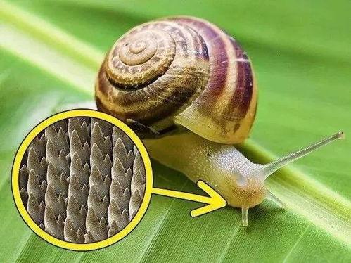饶虫图片,探寻神秘昆虫的奇妙生活