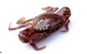 海蟹种类大全图片,海洋珍馐的千姿百态