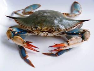海蟹种类大全图片,海洋珍馐的千姿百态