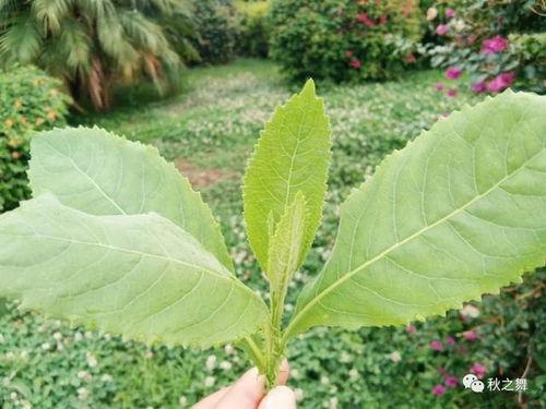 臭花草图片,一闻便知的神秘植物