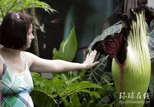 臭花草图片,一闻便知的神秘植物