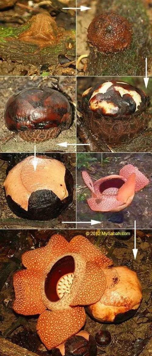 臭花草图片,一闻便知的神秘植物