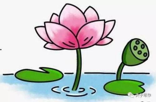 荷花的简笔画图片大全,简笔画中的荷花风情
