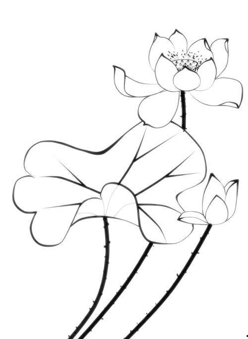 荷花的简笔画图片大全,简笔画中的荷花风情