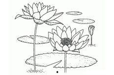 荷花的简笔画图片大全,简笔画中的荷花风情