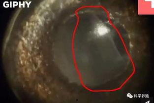 眼睛寄生虫图片,视觉威胁的神秘入侵者