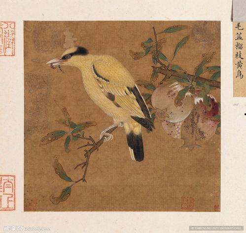 农村黄鸟图片大全,色彩斑斓的田园精灵