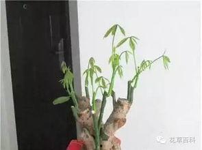 发财树修剪方法视频,视频教程详解