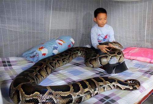 蛇宝宝图片,自然界的奇妙生命画卷