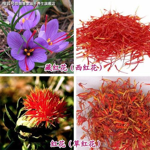 西红花图片大全