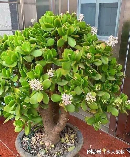 多肉植物玉树图片大全,千姿百态，尽收眼底