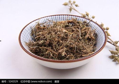 下火草药图片大全,天然草本植物的养生之道