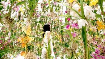 与花 日本,探寻日本的花文化与美学精髓