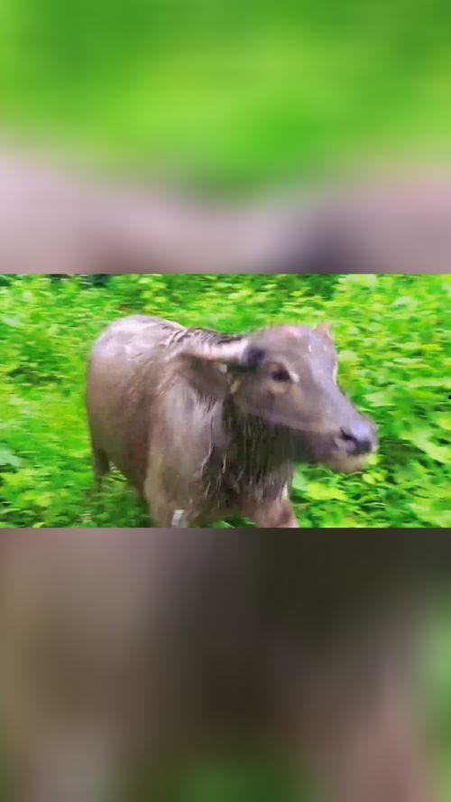 牛叫的视频,一段自然与和谐共生的视频之旅