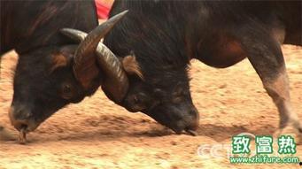 牛叫的视频,一段自然与和谐共生的视频之旅