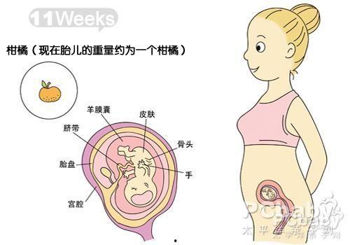 怀孕11周胎儿图片欣赏,见证生命奇迹的瞬间