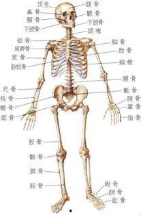 骨头简笔画图片大全,趣味骨骼艺术集锦