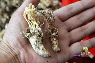 蝉花图片,大自然的神奇馈赠，揭示昆虫与真菌的共生奥秘