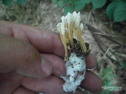 蝉花图片,大自然的神奇馈赠，揭示昆虫与真菌的共生奥秘