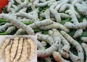 白僵蚕图片,昆虫界的“白色精灵”