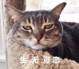 生无可恋的图片,探寻心灵深处的绝望与挣扎