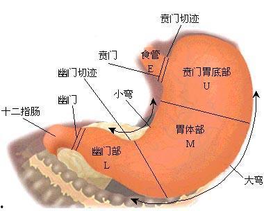 胃位置图片大全,全方位解析胃的位置与结构