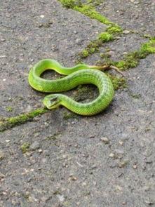 蛇头图片大全,探寻蛇类世界的神秘面纱