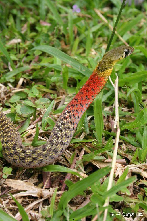 蛇头图片大全,探寻蛇类世界的神秘面纱