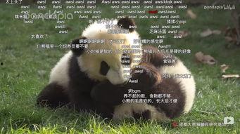 熊猫跳舞视频,熊猫版“舞蹈狂潮”视频走红网络