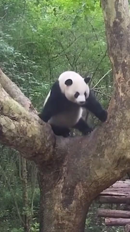 熊猫跳舞视频,熊猫版“舞蹈狂潮”视频走红网络