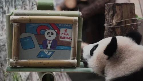 熊猫跳舞视频,熊猫版“舞蹈狂潮”视频走红网络