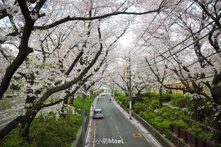 日本东坂,历史与现代交融的都市风情