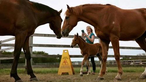 马配种高清视频,高清视频捕捉配种精彩瞬间