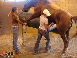 马配种高清视频,高清视频捕捉配种精彩瞬间