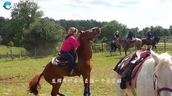 马配种高清视频,高清视频捕捉配种精彩瞬间