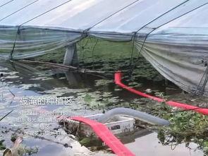 大棚猪圈图片大全,现代养殖设施一览