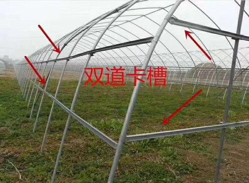 大棚猪圈图片大全,现代养殖设施一览