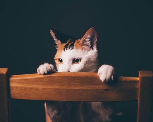 壁纸图片动物,壁纸中的动物世界掠影