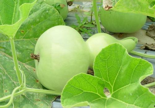 温州今日瓠瓜价格走势,波动中寻求平衡