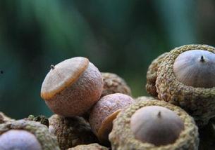 壮阳果图片,揭秘神奇果实，男性健康守护神