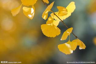 银杏叶图片,穿越时空的绿色使者